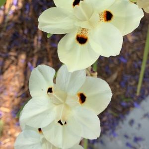 Meet your Posher, Marlene